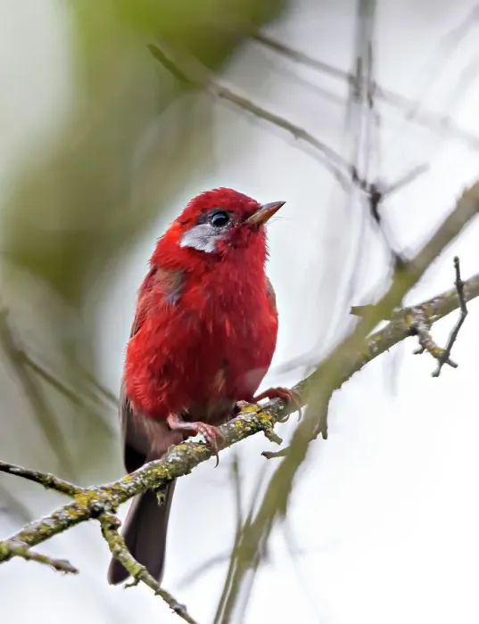 Framed Print : Red warbler (Cardellina rubra) perched on branch. Milpa Alta forest, outskirts of Mexico City, September Framed Print : Red warbler (Cardellina rubra) perched on branch. Milpa Alta forest, outskirts of Mexico City, September