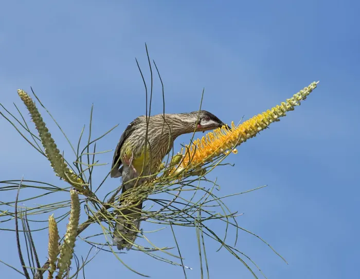 Framed Print : Red wattlebird (Anthochaera carunculata) feeding on nectar of flame grevillea (Grevillea