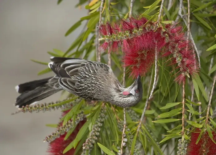 Framed Print : Red wattlebird (Anthochaera carunculata) nectaring on Bottlebrush (Callistemon sp) Framed Print : Red wattlebird (Anthochaera carunculata) nectaring on Bottlebrush (Callistemon sp)