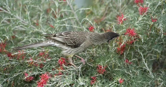 Framed Print : Red wattlebird (Anthochaera carunculata) nectaring on Grevillea (Grevillea preissii) Framed Print : Red wattlebird (Anthochaera carunculata) nectaring on Grevillea (Grevillea preissii)