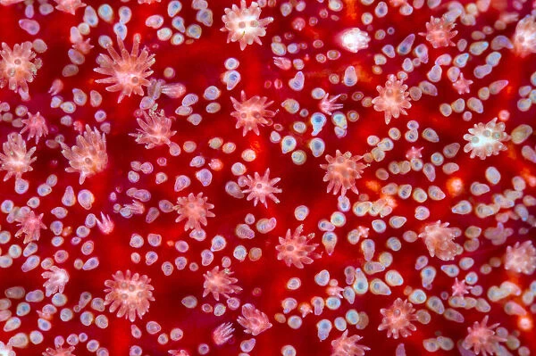 The red and white surface details, including the gills, of a sunstar (Crossaster papposus