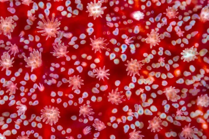 Framed Print : The red and white surface details, including the gills, of a sunstar (Crossaster papposus Framed Print : The red and white surface details, including the gills, of a sunstar (Crossaster papposus