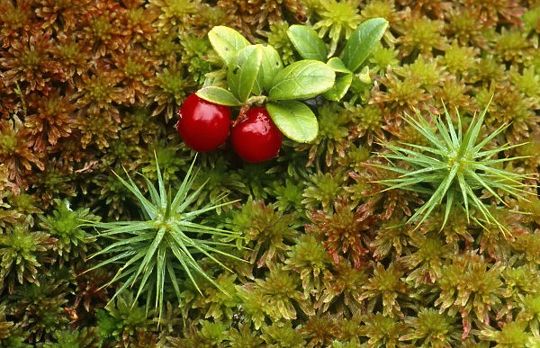 Red whortleberry  /  Cowberry {Vaccinium vitis-idaea} growing amongst sphagnum moss