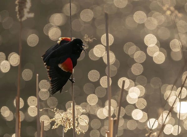 Red-winged Blackbird (Agelaius phoeniceus) male calling  /  displaying, Ithaca, New York, USA