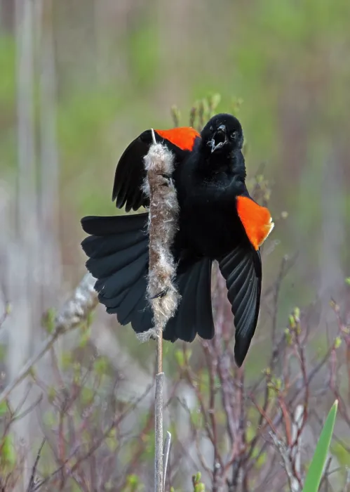 Framed Print : Red-winged blackbird (Agelaius phoeniceus) male in breeding plumage, calling during mating season, Acadia National Park, Maine, USA. May Framed Print : Red-winged blackbird (Agelaius phoeniceus) male in breeding plumage, calling during mating season, Acadia National Park, Maine, USA. May