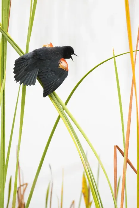 Framed Print : Red-winged Blackbird (Agelaius phoeniceus) male displaying in cattail marsh, Viera Wetlands Framed Print : Red-winged Blackbird (Agelaius phoeniceus) male displaying in cattail marsh, Viera Wetlands