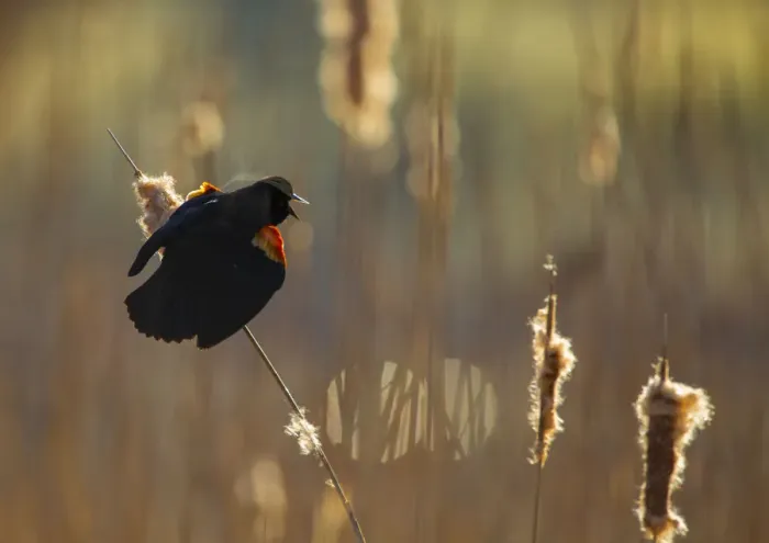 Framed Print : Red-winged Blackbird (Agelaius phoeniceus) male displaying in cattail marsh, backlighting Framed Print : Red-winged Blackbird (Agelaius phoeniceus) male displaying in cattail marsh, backlighting