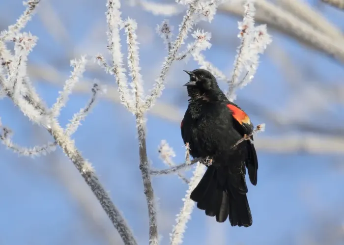 Framed Print : Red-winged Blackbird (Agelaius phoeniceus) male singing from ice-covered branch in early spring Framed Print : Red-winged Blackbird (Agelaius phoeniceus) male singing from ice-covered branch in early spring