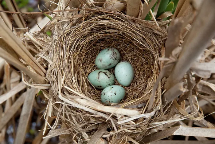 Framed Print : Red-winged blackbird (Agelaius phoeniceus) nest containing four eggs, in cattail marsh, New York, USA, June Framed Print : Red-winged blackbird (Agelaius phoeniceus) nest containing four eggs, in cattail marsh, New York, USA, June