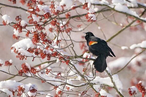 Red-winged Blackbird (Agelaius phoenicus) male singing from snow-covered red maple