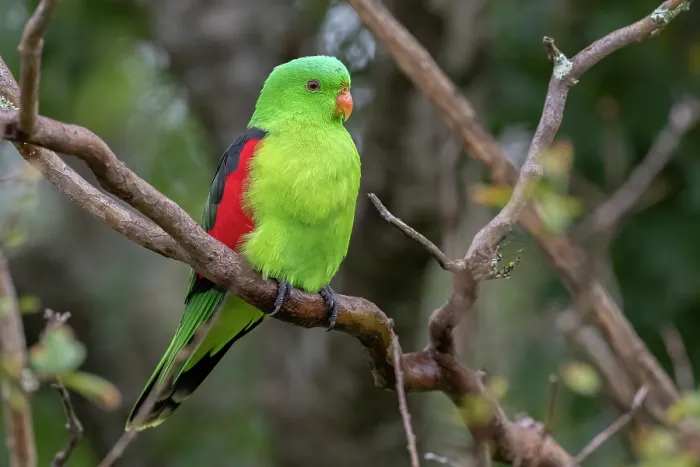Framed Print : Red-winged parrot (Aprosmictus erythropterus) perched on branch, Warwick, Queensland, Australia Framed Print : Red-winged parrot (Aprosmictus erythropterus) perched on branch, Warwick, Queensland, Australia