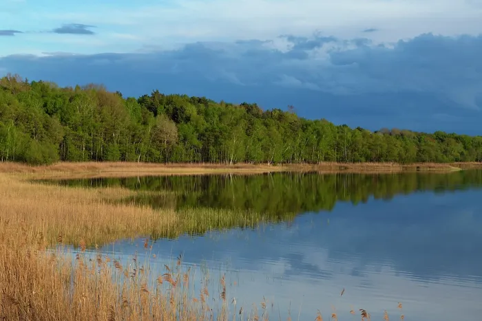 Framed Print : Rederang Lake fringed with reedbeds and forest under a stormy sky, Muritz National Park, Mecklenburg-Western Pomerania, Germany. May, 2021 Framed Print : Rederang Lake fringed with reedbeds and forest under a stormy sky, Muritz National Park, Mecklenburg-Western Pomerania, Germany. May, 2021