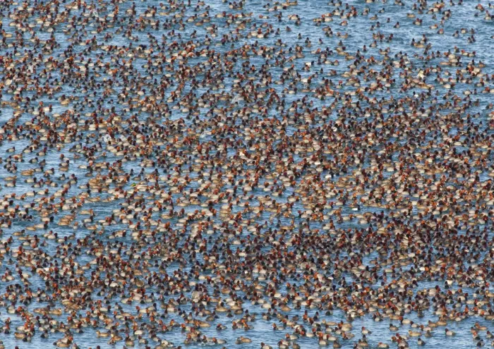 Framed Print : Redhead ducks (Aytha americana) with a few Ring-necked ducks (Aytha collaris) mixed in Framed Print : Redhead ducks (Aytha americana) with a few Ring-necked ducks (Aytha collaris) mixed in
