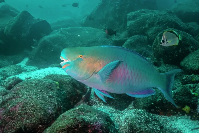 Framed Print : Redlip parrotfish (Scarus rubroviolaceus) swimming in the shallows surrounding Darwin's Arch, Galapagos Islands, Pacific Ocean Framed Print : Redlip parrotfish (Scarus rubroviolaceus) swimming in the shallows surrounding Darwin's Arch, Galapagos Islands, Pacific Ocean