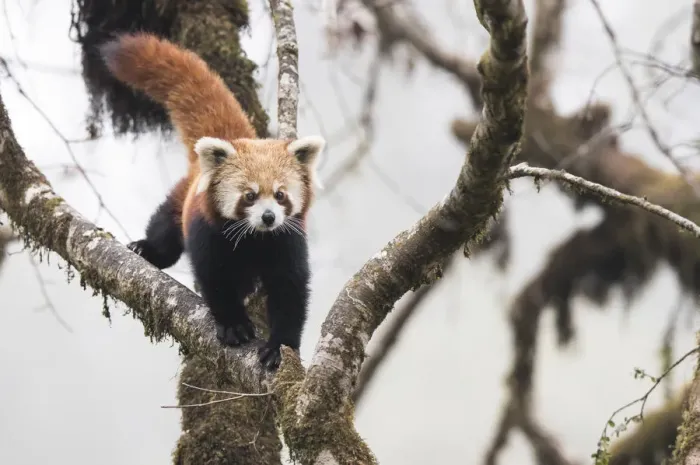 Framed Print : Redpanda (Ailurus fulgens) walking along branch of tree in the typical cloud forest Framed Print : Redpanda (Ailurus fulgens) walking along branch of tree in the typical cloud forest