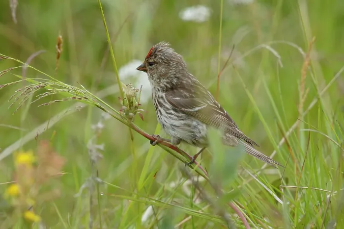 Framed Print : Redpoll (Acanthis flammea) perched among grass feeding on seeds, Varanger, Norway. July Framed Print : Redpoll (Acanthis flammea) perched among grass feeding on seeds, Varanger, Norway. July