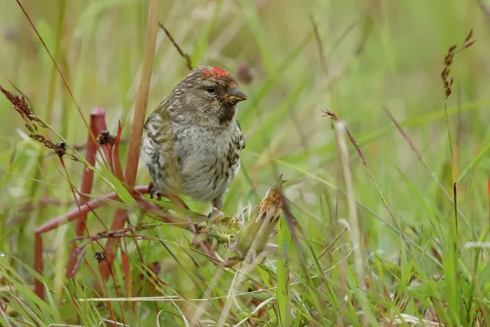 Framed Print : Redpoll (Acanthis flammea) perched among grass feeding on seeds, Varanger, Norway. July