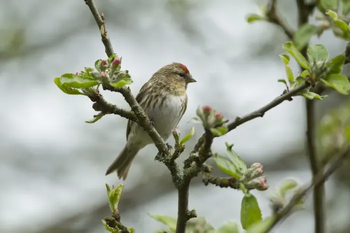 Framed Print : Redpoll (Carduelis flammea) adult male perched. Wales, UK, May Framed Print : Redpoll (Carduelis flammea) adult male perched. Wales, UK, May