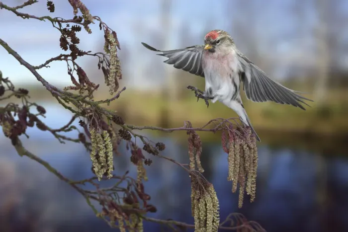 Framed Print : Redpoll (Carduelis flammea) male landing on Alder (Alnus glutinosa) Surrey, England Framed Print : Redpoll (Carduelis flammea) male landing on Alder (Alnus glutinosa) Surrey, England