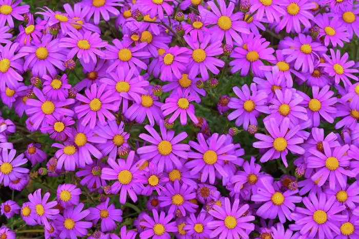 Framed Print : Redpurple tagwort (Senecio elegans) in flower, Amiets beach, Finistere, France. April Framed Print : Redpurple tagwort (Senecio elegans) in flower, Amiets beach, Finistere, France. April