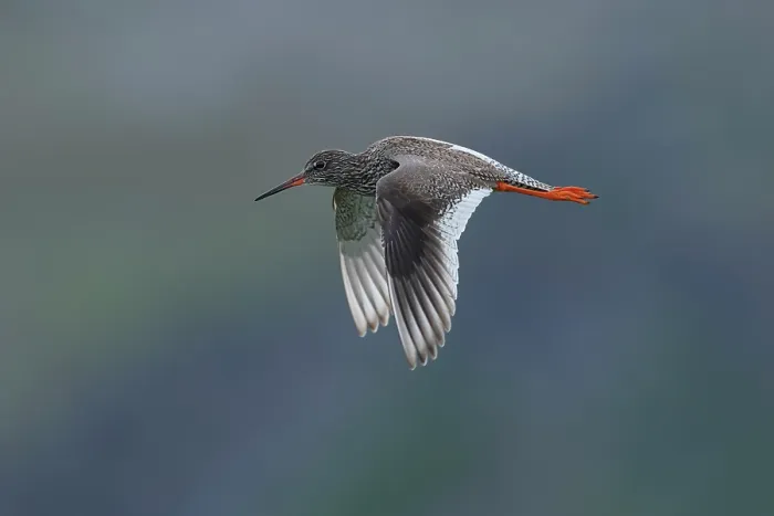 Framed Print : Redshank (Tringa totanus) in flight, Varanger, Norway. July Framed Print : Redshank (Tringa totanus) in flight, Varanger, Norway. July
