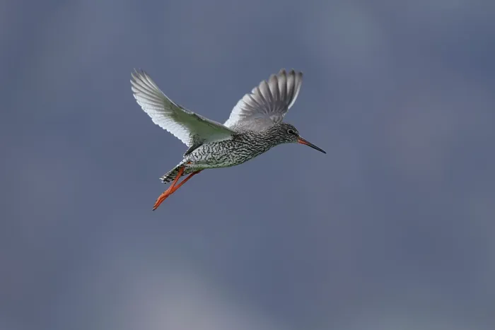Framed Print : Redshank (Tringa totanus) in flight, Varanger, Norway. July Framed Print : Redshank (Tringa totanus) in flight, Varanger, Norway. July