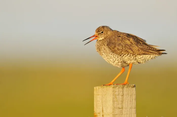 Framed Print : Redshank (Tringa totanus) perched on a fence post, vocalising, Balranald RSPB reserve Framed Print : Redshank (Tringa totanus) perched on a fence post, vocalising, Balranald RSPB reserve
