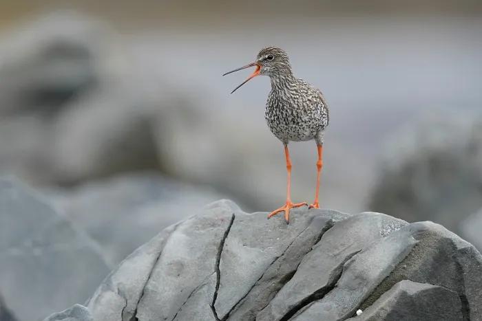 Framed Print : Redshank (Tringa totanus) perched on a rock calling, Varanger, Norway. July Framed Print : Redshank (Tringa totanus) perched on a rock calling, Varanger, Norway. July