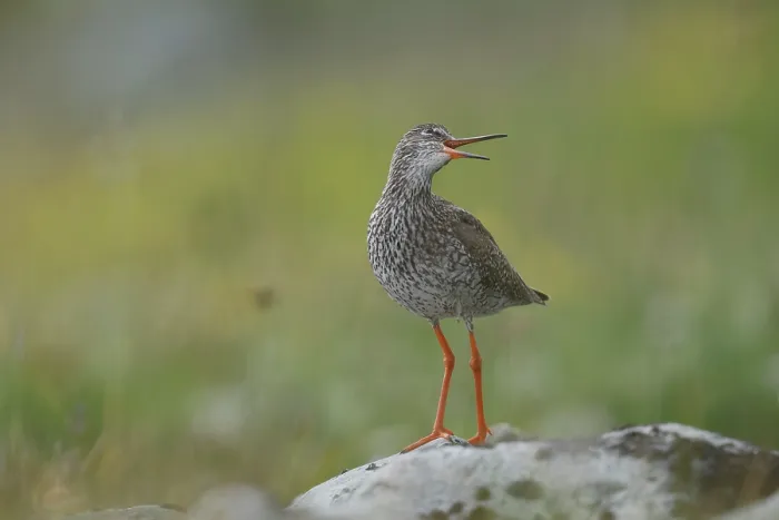 Framed Print : Redshank (Tringa totanus) perched on a rock calling, Varanger, Norway. July Framed Print : Redshank (Tringa totanus) perched on a rock calling, Varanger, Norway. July