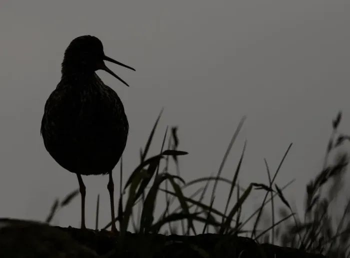 Framed Print : Redshank (Tringa totanus) silhouetted, Iceland, June Framed Print : Redshank (Tringa totanus) silhouetted, Iceland, June