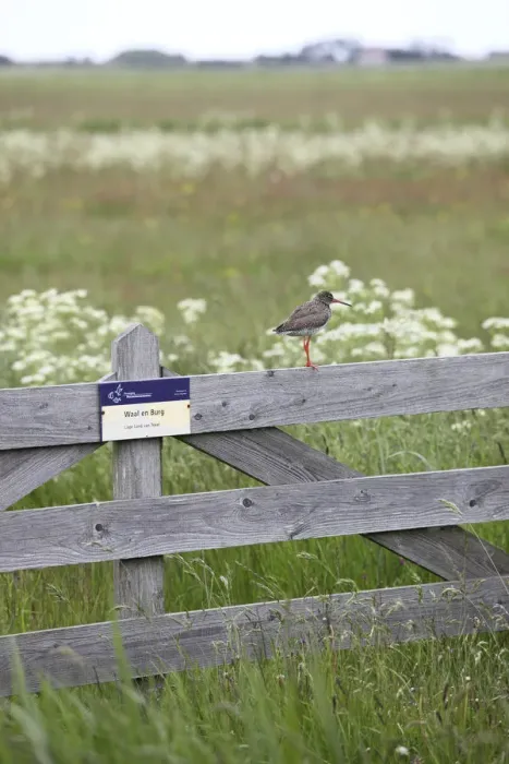 Framed Print : Redshank (Tringa totanus) standing on gate, Texel, Netherlands, May 2009 Framed Print : Redshank (Tringa totanus) standing on gate, Texel, Netherlands, May 2009