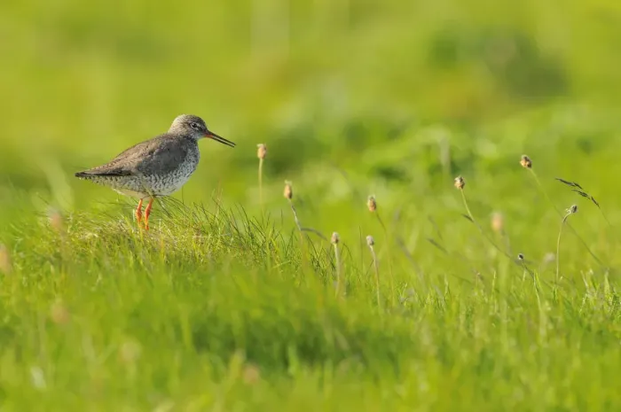 Framed Print : Redshank (Tringa totanus) vocalising, Balranald RSPB reserve, North Uist, Outer Hebrides Framed Print : Redshank (Tringa totanus) vocalising, Balranald RSPB reserve, North Uist, Outer Hebrides