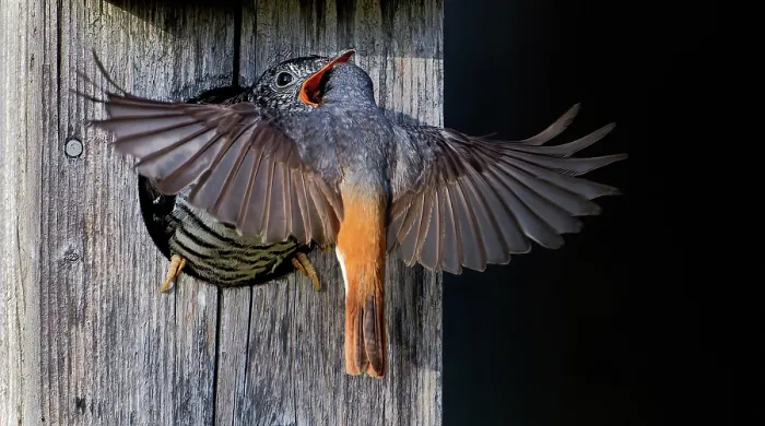 Framed Print : Redstart (Phoenicurus phoenicurus) male, feeding juvenile Cuckoo (Cuculus canorus) in a bird box, Ruokolahti, Finland. July Framed Print : Redstart (Phoenicurus phoenicurus) male, feeding juvenile Cuckoo (Cuculus canorus) in a bird box, Ruokolahti, Finland. July