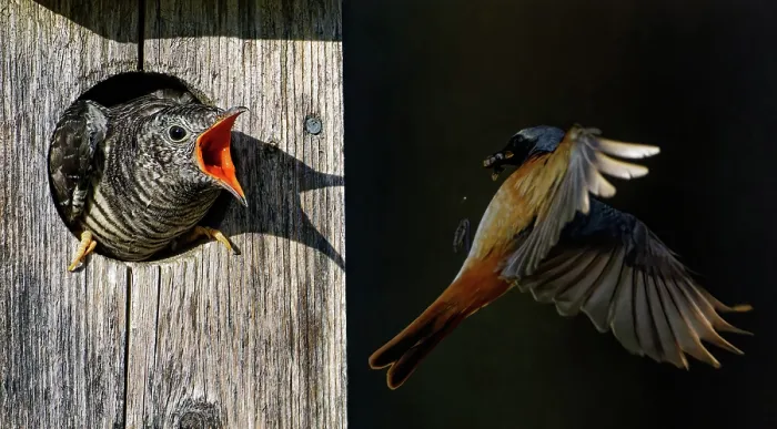 Framed Print : Redstart (Phoenicurus phoenicurus) male, approaching a bird box with food for juvenile Cuckoo (Cuculus canorus), Ruokolahti, Finland. July Framed Print : Redstart (Phoenicurus phoenicurus) male, approaching a bird box with food for juvenile Cuckoo (Cuculus canorus), Ruokolahti, Finland. July