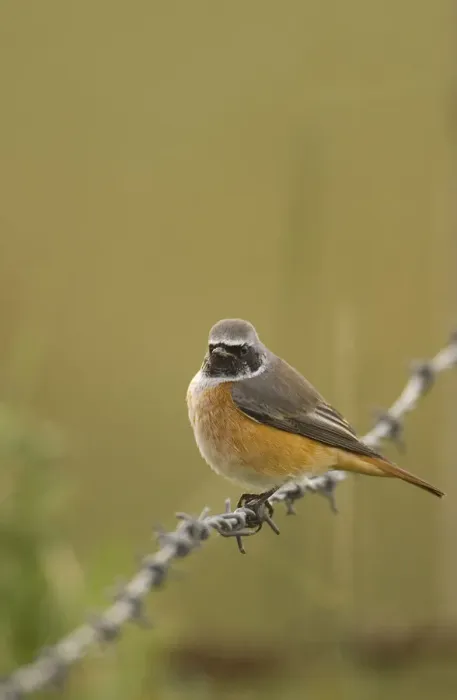 Framed Print : Redstart (Phoenicurus phoenicurus) perched on a barbed wire fence during autumn migration Framed Print : Redstart (Phoenicurus phoenicurus) perched on a barbed wire fence during autumn migration