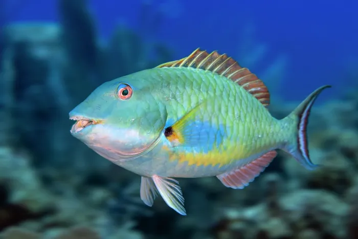 Framed Print : Redtail parrotfish (Sparisoma chrysopterum) portrait, Grand Cayman, Cayman Islands, British West Indies, Caribbean Sea Framed Print : Redtail parrotfish (Sparisoma chrysopterum) portrait, Grand Cayman, Cayman Islands, British West Indies, Caribbean Sea