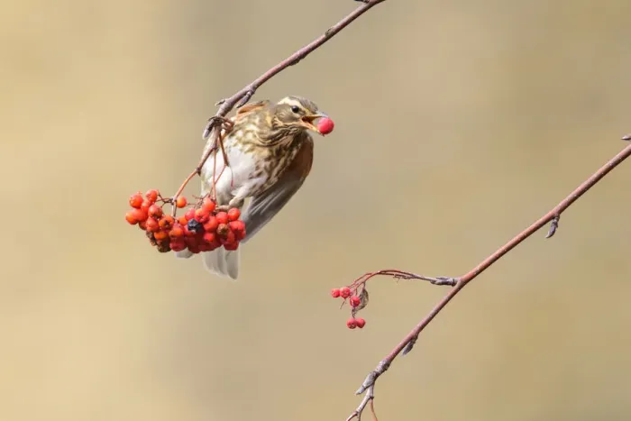 Framed Print : Redwing (Turdus iliacus) feeding on rowan berries, London, UK, January Framed Print : Redwing (Turdus iliacus) feeding on rowan berries, London, UK, January