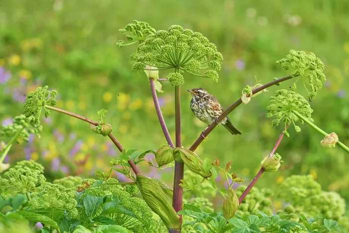 Framed Print : Redwing (Turdus iliacus) fledgling perched on Angelica (Angelica archangelica) stem, Hornvik, Hornstrandir, Iceland. July Framed Print : Redwing (Turdus iliacus) fledgling perched on Angelica (Angelica archangelica) stem, Hornvik, Hornstrandir, Iceland. July
