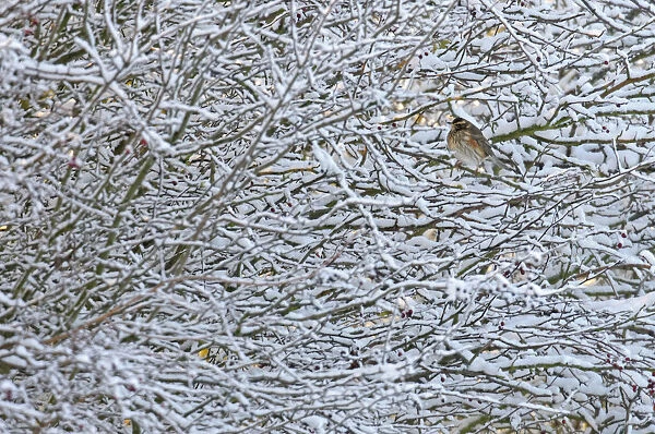 Redwing (Turdus iliacus) perched in a snow covered hedgerow, Cambridgeshire, England