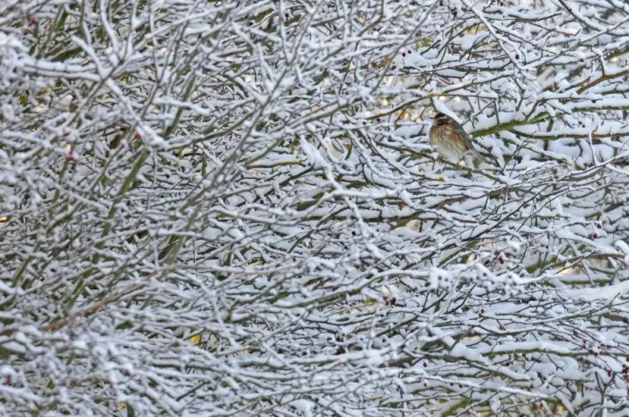Framed Print : Redwing (Turdus iliacus) perched in a snow covered hedgerow, Cambridgeshire, England Framed Print : Redwing (Turdus iliacus) perched in a snow covered hedgerow, Cambridgeshire, England