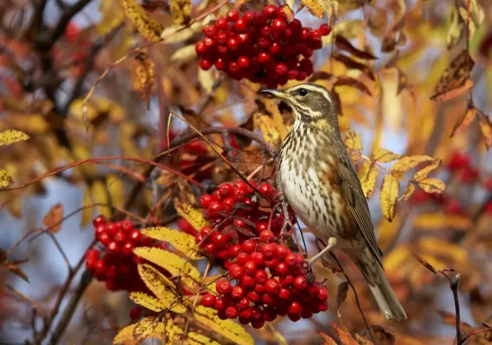 Framed Print : Redwing (Turdus iliacus) perching on branch, feeding on Rowan (Sorbus) berries, Porvoo Framed Print : Redwing (Turdus iliacus) perching on branch, feeding on Rowan (Sorbus) berries, Porvoo