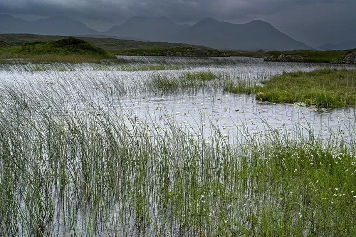 Framed Print : Reed beds in lake with view towards The Twelve Pins mountains, Connemara, County Galway, Republic of Ireland. June, 2022 Framed Print : Reed beds in lake with view towards The Twelve Pins mountains, Connemara, County Galway, Republic of Ireland. June, 2022