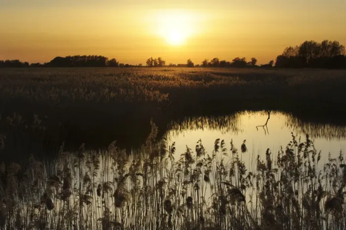 Framed Print : Reed beds (Phragmites sp), Joist Fen at sunset, Lakenheath Fen RSPB Reserve, Suffolk Framed Print : Reed beds (Phragmites sp), Joist Fen at sunset, Lakenheath Fen RSPB Reserve, Suffolk