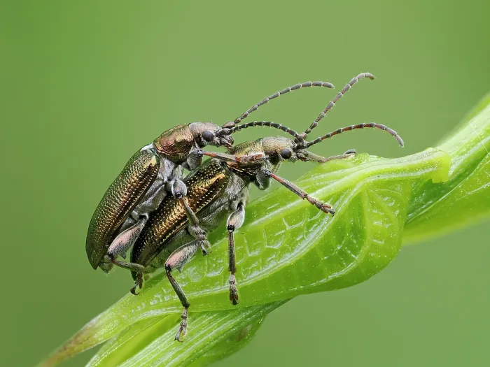 Framed Print : Reed beetles (Donacia aquatica) pair mating on waterside vegetation, Oxfordshire, England, UK. June. Focus stacked Framed Print : Reed beetles (Donacia aquatica) pair mating on waterside vegetation, Oxfordshire, England, UK. June. Focus stacked