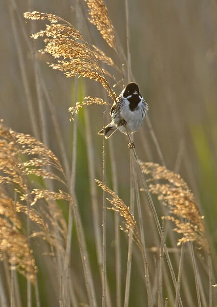 Reed bunting (Emberiza schoeniclus) adult male perched in reedbed, Norfolk, UK, May