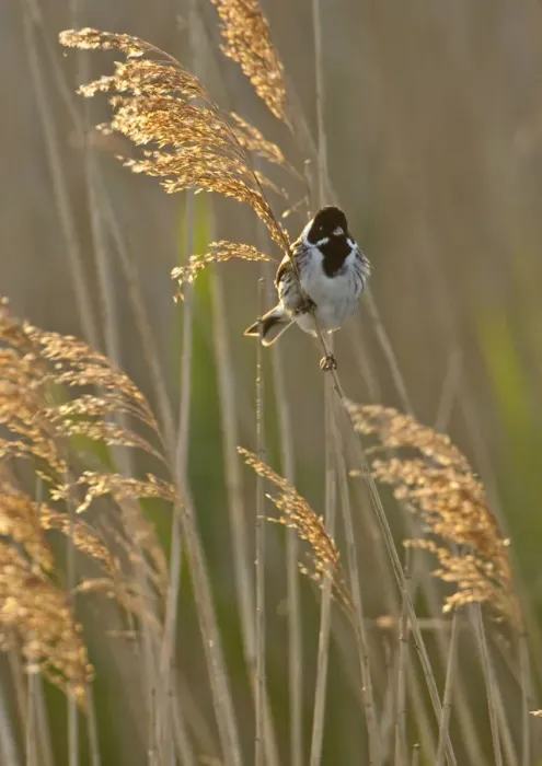 Framed Print : Reed bunting (Emberiza schoeniclus) adult male perched in reedbed, Norfolk, UK, May