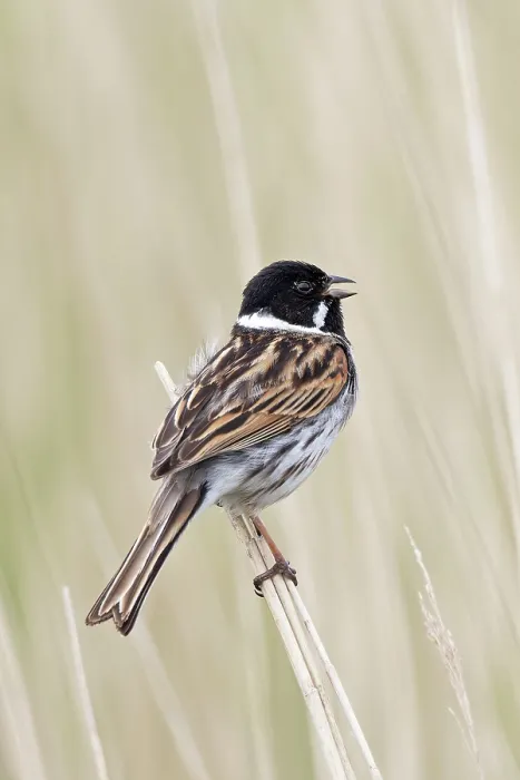 Framed Print : Reed bunting (Emberiza schoeniclus) male, perched among reeds singing, Suffolk, England, UK. May Framed Print : Reed bunting (Emberiza schoeniclus) male, perched among reeds singing, Suffolk, England, UK. May