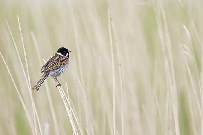 Framed Print : Reed bunting (Emberiza schoeniclus) male, perched among reeds singing, Suffolk, England, UK. May Framed Print : Reed bunting (Emberiza schoeniclus) male, perched among reeds singing, Suffolk, England, UK. May