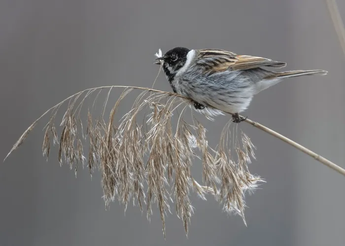 Framed Print : Reed bunting (Emberiza schoeniclus) male, perched on grass feeding on seeds, Finland. April Framed Print : Reed bunting (Emberiza schoeniclus) male, perched on grass feeding on seeds, Finland. April
