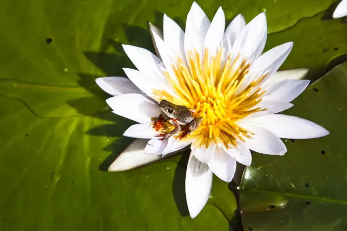 Framed Print : Reed frog (Hyperolius sp) on water lily, Okavango Delta. Botswana